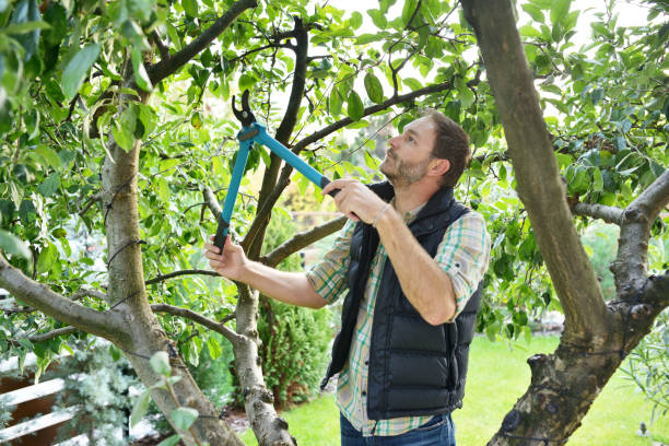 Best Root Management and Removal  in Tecumseh, MI